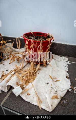 Sehr trockene und tote Pflanzen in zwei Töpfen auf einem Regal Stockfoto