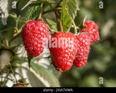 Erdbeeren, Himbeeren, Nahaufnahmen, polnische Plantagen, Früchte polnischer Plantagen, gesunde polnische Lebensmittel, Landkreis podkarpackie, Polen Stockfoto