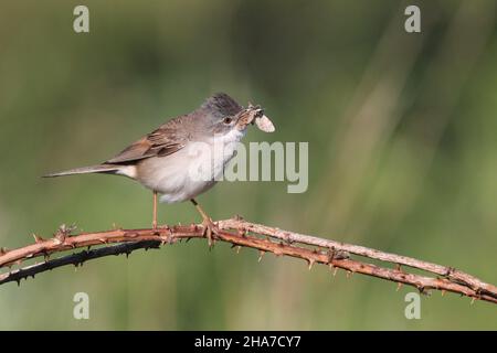 Whitethroat ist ein gewöhnlicher Waldsänger im Vereinigten Königreich. Sie brüten im Gestrüpp und haben oft einen Flugweg zum Nest, der die Sicht ohne unzulässige Störung bietet. Stockfoto