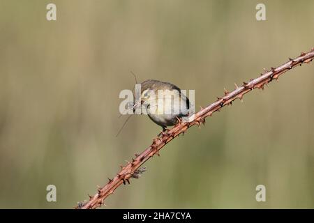 Weidenwaldsänger in der Nähe eines Nestes, wo er Insekten nahm, um Küken zu füttern. Stockfoto