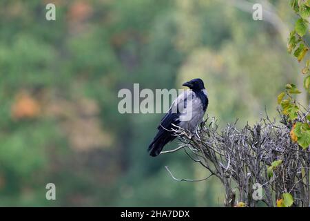 Wildtiere auf dem Wiener Zentralfriedhof. Krähe (Corvus) Stockfoto