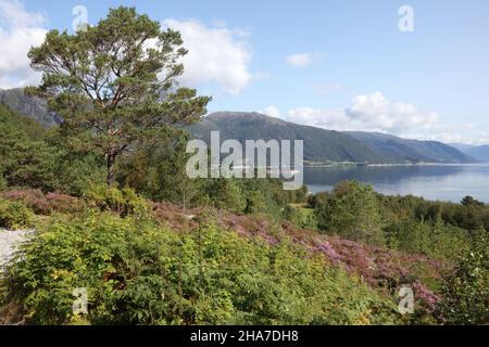 Norwegen - Sognefjord bei Nordrevik / Norwegen - Sognefjord bei Nordrevik / Stockfoto