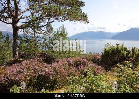 Norwegen - Sognefjord bei Nordrevik / Norwegen - Sognefjord bei Nordrevik / Stockfoto