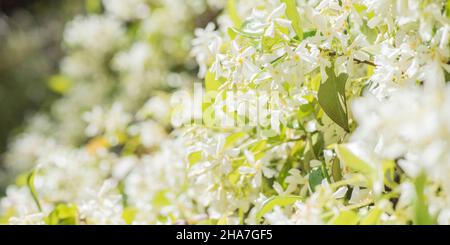 Süß duftende weiße Blüten von Sternjasmin oder falscher Jasmin Kletterpflanze Stockfoto