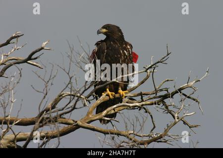 Nachdem sie wieder bei Rhum-Seeadlern eingesetzt wurden, zerstreuten sich die Seeadler bald nach Mull, das im Vereinigten Königreich ein sehr langer Halt für diese Art ist. Stockfoto