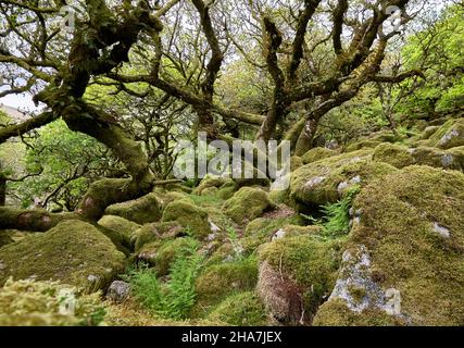 Wistman's Wood ein Überbleibsel der verkümmerten Eichenwälder, die einst viel von Dartmoor und anderen britischen Hochebenen bekleideten - Stockfoto