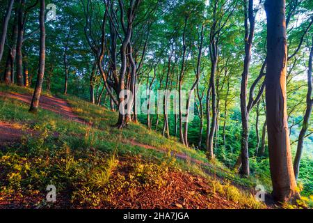 Vordingborg: Buchenwälder auf den Kreidefelsen von Moens Klint, in Moens Klint, Moen, Dänemark Stockfoto