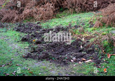 Wildschweingräber im Wald von Dean Gloucestershire, Großbritannien Stockfoto