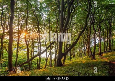 Vordingborg: Buchenwälder auf den Kreidefelsen von Moens Klint, in Moens Klint, Moen, Dänemark Stockfoto