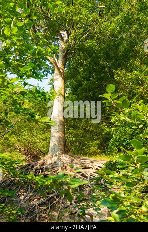 Vordingborg: Buchenwälder auf den Kreidefelsen von Moens Klint, in Moens Klint, Moen, Dänemark Stockfoto