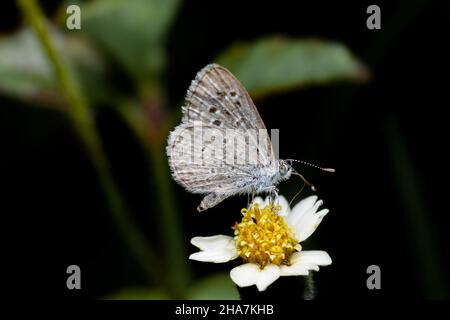 Grasblauer Schmetterling, der aus der Tridax-Blume Nektar erhält. Details von Schmetterling Zunge und Flügel Schuppen Muster. Selektiver Fokus verwendet. Stockfoto