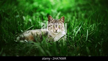 Eine schöne gestromte streunende Katze mit grünen Augen liegt an einem Sommertag auf einer Lichtung zwischen grünem Gras. Natur. Stockfoto