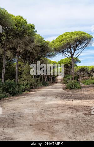 Pinienwald, Naturpark La Breña y Marismas del Barbate, Barbate, Provinz Cadiz, Costa de la Luz, Andalusien, Spanien§ Stockfoto