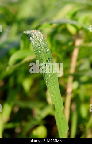 Tau tropft morgens auf das Grasblatt und leuchtet im Sonnenlicht. Selektiver Fokus verwendet. Stockfoto