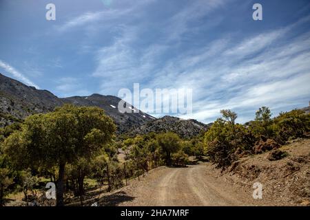 Fahrt durch einen Wald auf Kreta Stockfoto