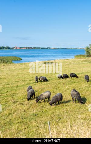 Vordingborg: see Stege Nor, Wiese, Schafe, Blick auf Stege Stadt, in Stege, Moen, Dänemark Stockfoto