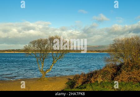 Ein vor Ort wohlbekannt „solitärer Baum“ am Rande des Kenfig-Pools nahe der Küste von Südwales, südlich von Port Talbot Stockfoto