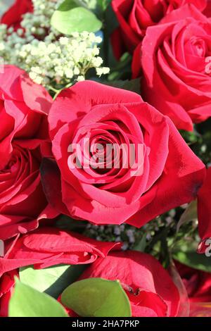 Schöne rote Rosen blühen in der hellen Sonne. Stockfoto
