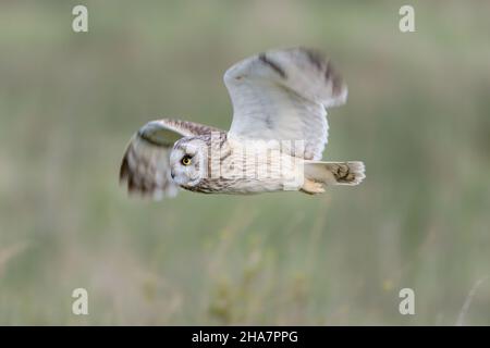 Kurzohrige Eule, die in der Dämmerung aus nächster Nähe mit grünem Hintergrund fliegt. Frankreich Stockfoto