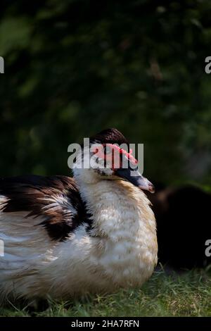 Eine wunderschöne Hausente sitzt auf einem grünen Grasfeld und sonnt sich an einem heißen Tag Stockfoto