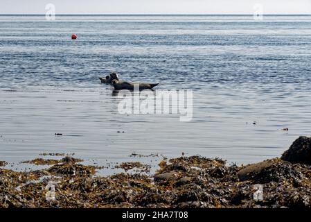 Gewöhnliche oder Hafenrobbe, Phoca vitulina, in Ruhe auf einem Felsen vor der Küste der Isle of Arran, Schottland Stockfoto