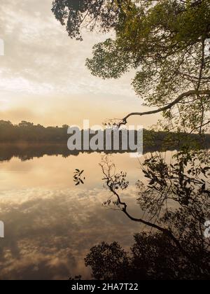 Fantastischer grüner Amazonas-Dschungel über der Jaguar Lagune (Onza Lagune).während der Sonnenaufgangszeit Amazonien. Brasilien. Südamerika Stockfoto