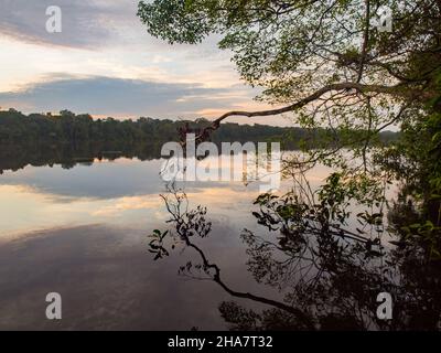 Fantastischer grüner Amazonas-Dschungel über der Jaguar Lagune (Onza Lagune).während der Sonnenuntergangszeit Amazonien. Brasilien. Südamerika Stockfoto