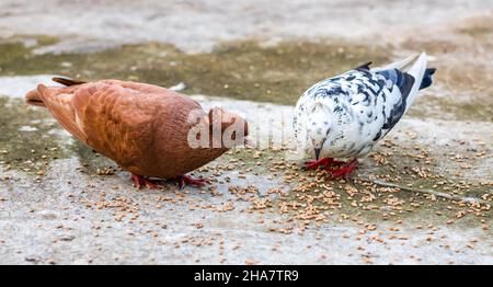 Zwei wunderschöne Haustauben, die Weizensamen vom Boden fressen Stockfoto