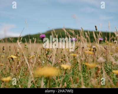 Der Sommer Machair Blumen und Grünland auf der Isle of Mull, Inner Hebrides, Schottland Großbritannien - Sommer Grasland Landschaft Stockfoto