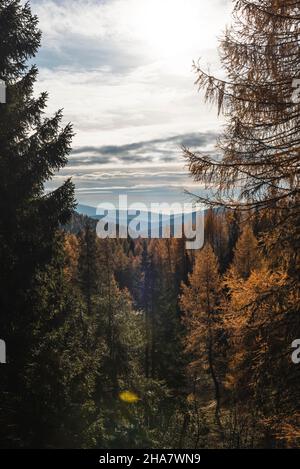 Herbstwald auf der Hochebene von Asiago in Italien Stockfoto