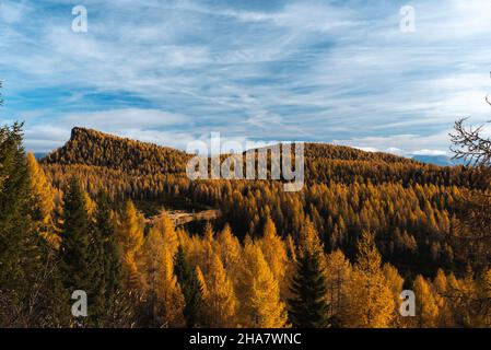 Herbstwald auf der Hochebene von Asiago in Italien Stockfoto