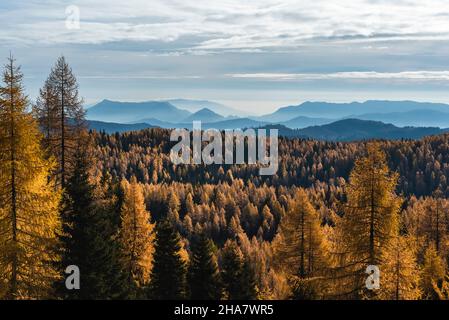 Herbstwald auf der Hochebene von Asiago in Italien Stockfoto