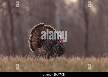 Jake Wild turkey im Norden von Wisconsin. Stockfoto