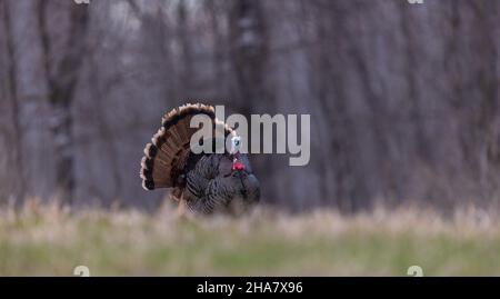 Jake Wild turkey im Norden von Wisconsin. Stockfoto