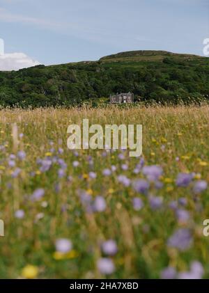 Der Sommer Machair Blumen und Grünland auf der Isle of Mull, Inner Hebrides, Schottland Großbritannien - Sommer schottische Lodge Haus Grasland Landschaft Stockfoto