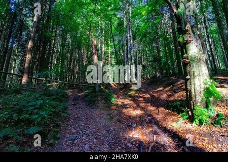 Wandern zu den Nagelsteiner Wasserfällen in den bayerischen Wäldern Stockfoto