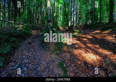 Wandern zu den Nagelsteiner Wasserfällen in den bayerischen Wäldern Stockfoto