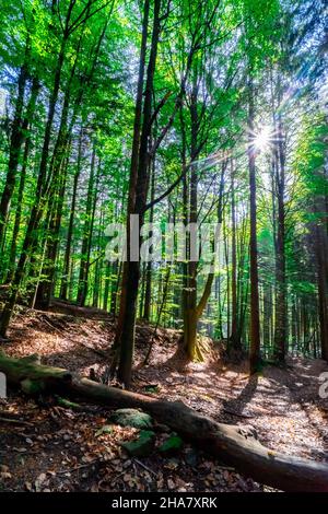 Wandern zu den Nagelsteiner Wasserfällen in den bayerischen Wäldern Stockfoto