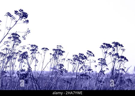 Hohes trockenes Unkraut. Makro-Shoot von trockenen Pflanzen im Wald. Getrocknete Wildkarottenblüten, Daucus carota, zusammen mit getrocknetem Gras und beigefarbenen Stacheletts. Stockfoto