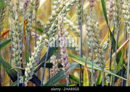 Fusarium-Ohrbrand, Fusarium-Kopfbrand, FHB oder Schorf, ist eine Pilzerkrankung von Getreide: Weizen, Gerste, Hafer, Roggen und Triticale. Stockfoto