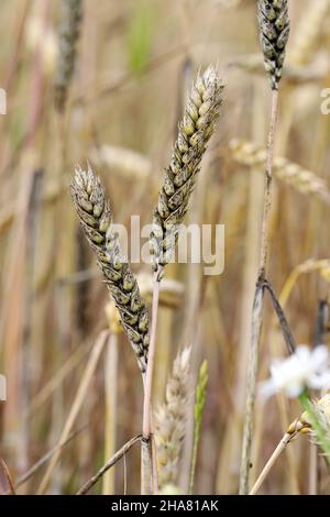 Rußiger Schimmel schwarzer Schimmel auf Weizenohren, Cladosporium herbarum Alternaria alternata. Getreidekrankheiten, Ohrerkrankungen. Stockfoto