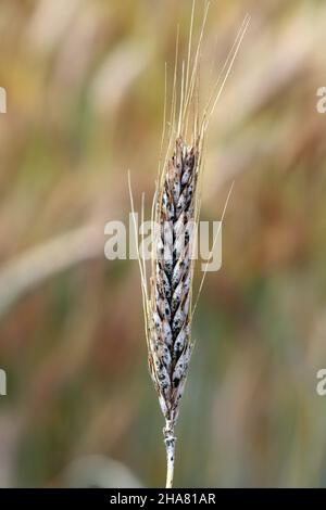 Rußiger Schimmel schwarzer Schimmel auf Weizenohren, Cladosporium herbarum Alternaria alternata. Getreidekrankheiten, Ohrerkrankungen. Stockfoto