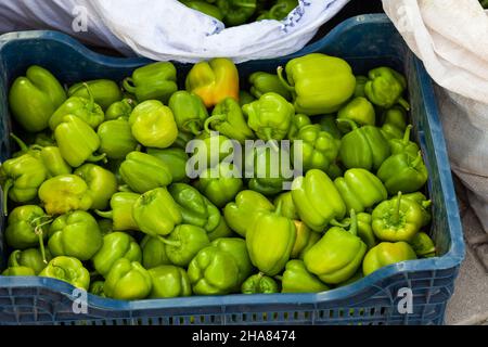 Makro-Nahaufnahme von vielen grünen Paprika auf dem Bauernmarkt oder dem türkischen Street Food Stall in Esilova, türkei Stockfoto