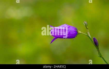 Campanula patula wild blühende Pflanze, schöne violett ausbreitende Glockenblumen blühen auf grüner Wiese Stockfoto