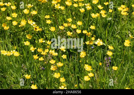 Butterblumen. (Ranunculus sp. ) Mischung aus gelbem und grünem krautigem Schwart, Grasland, mit einer Mischung aus blauem Speedwell (Veronica ). Kirchenfriedhof Stockfoto