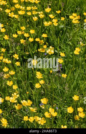 Butterblumen. (Ranunculus sp. ) Mischung aus gelbem und grünem krautigem Schwart, Grasland, mit einer Mischung aus blauem Speedwell (Veronica ). Kirchenfriedhof Stockfoto