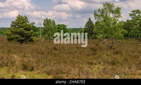 Landschaft in der Lüneburger Heide bei Niederhaverbeck, Niedersachsen, Deutschland Stockfoto