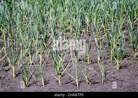 Grüne Knoblauchsprossen im Frühjahr im Küchengarten. Junge Triebe. Reihen von Gemüsebeeten mit Knoblauch in der ländlichen Gemüse gepflanzt Stockfoto