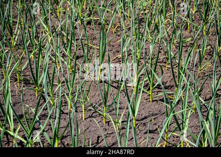 Winterknoblauchsprossen wachsen im frühen Frühjahr im Küchengarten. Reihen von Gemüsebeeten mit Knoblauch in der ländlichen Küche Garten gepflanzt. Stockfoto