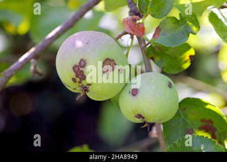 Apfelschorf ist eine häufige Erkrankung von Pflanzen in der Rosenfamilie (Rosaceae), die durch den Ascomycete-Pilz Venturia inaequalis verursacht wird. Stockfoto